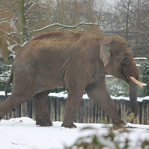 Aung Bo in the main enclosure at Chester Zoo 2013