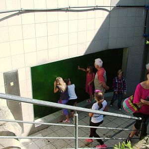 Sea Lion Pool Underwater Viewing at Liberec, 28/08/12