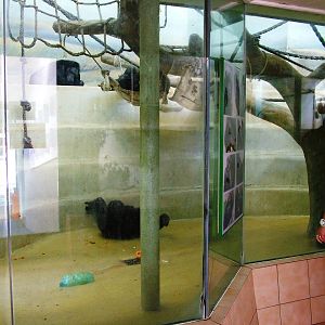Chimp Indoor Exhibit at Liberec, 28/08/12