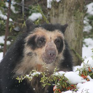 Female Spectacled Bear Franka, Chester Zoo 2013