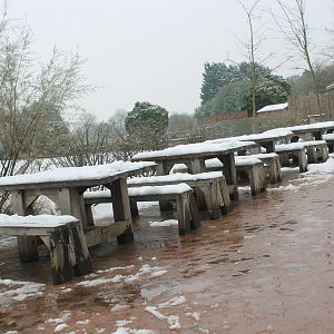Anyone for a picnic? Chester Zoo 2013