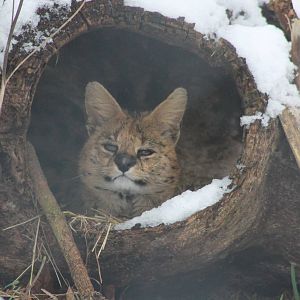 Serval in the snow Chester Zoo 2013