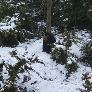 Spectacled Bear in Snow