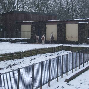 Scimitar-horned Oryx in snow shower