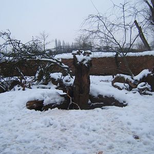 View of Meerkat enclosure in snow