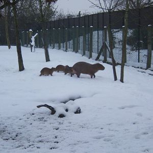 Capybara family going for a wander in the snow