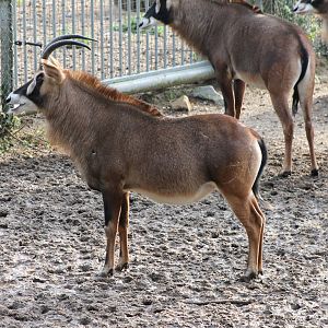 roan antilope