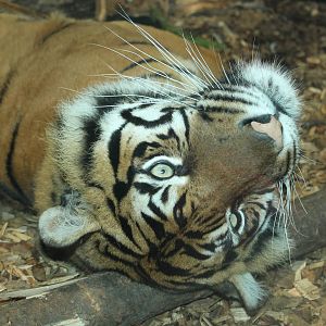 Sumatran Tiger Chester Zoo 2013