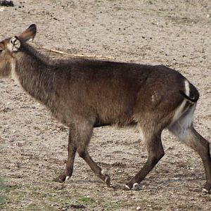 waterbuck
