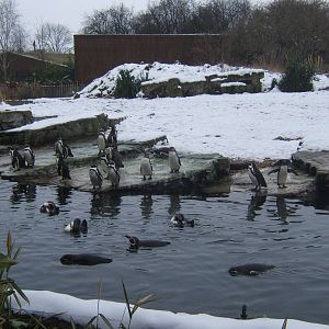View of Humboldts Penguin in snow