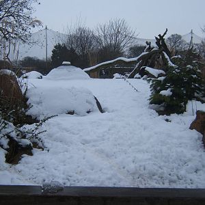 View of Dwarf Mongoose exhibit in snow