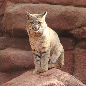 bobcat