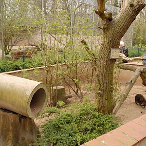 Part of raccoon enclosure at Lübeck (now closed)