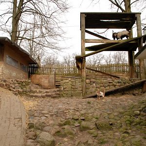 Goat exhibit at Lübeck (now closed)