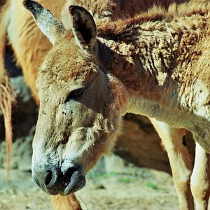Scanned Miami Metro Zoo Photos 1990-2006