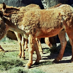 Scanned Miami Metro Zoo Photos 1990-2006
