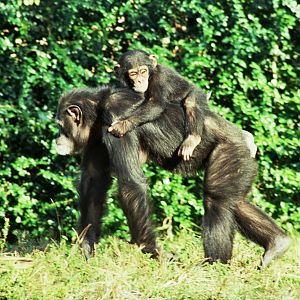 Scanned Miami Metro Zoo Photos 1990-2006