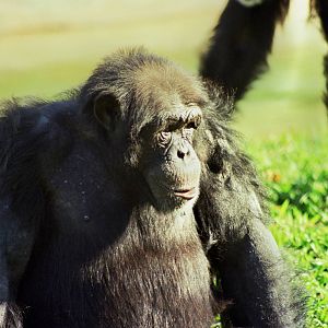 Scanned Miami Metro Zoo Photos 1990-2006