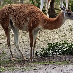 Scanned Miami Metro Zoo Photos 1990-2006