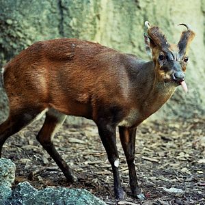 Scanned Miami Metro Zoo Photos 1990-2006