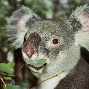 Scanned Miami Metro Zoo Photos 1990-2006