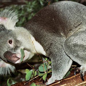 Scanned Miami Metro Zoo Photos 1990-2006