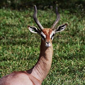 Scanned Miami Metro Zoo Photos 1990-2006