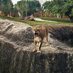 Scanned Miami Metro Zoo Photos 1990-2006