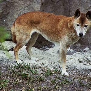 Scanned Miami Metro Zoo Photos 1990-2006