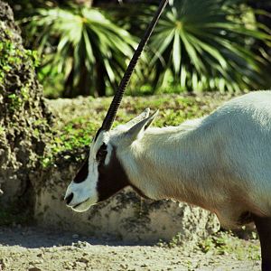 Scanned Miami Metro Zoo Photos 1990-2006