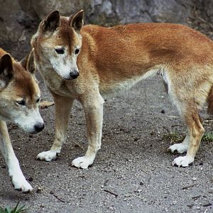 Scanned Miami Metro Zoo Photos 1990-2006