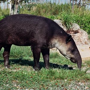 Scanned Miami Metro Zoo Photos 1990-2006
