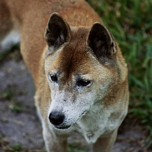 Scanned Miami Metro Zoo Photos 1990-2006