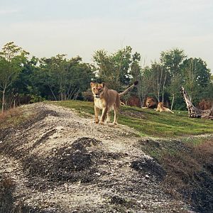 Scanned Miami Metro Zoo Photos 1990-2006