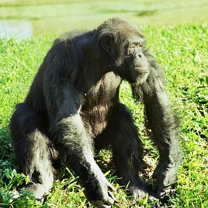 Scanned Miami Metro Zoo Photos 1990-2006