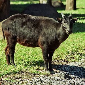 Scanned Miami Metro Zoo Photos 1990-2006