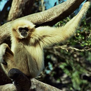Scanned Miami Metro Zoo Photos 1990-2006