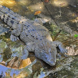 Philippine crocodile/ Crocodylus mindorensis