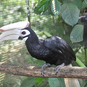 Palawan hornbill/ Anthracoceros marchei