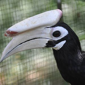 Palawan hornbill/ Anthracoceros marchei