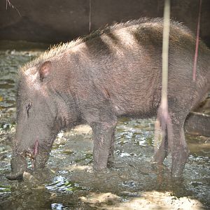 Palawan bearded pig/ Sus ahoenobarbus