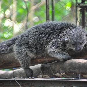 Palawan binturong/ Arctictis binturong whitei