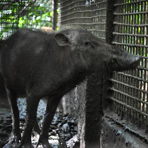 Palawan bearded pig/ Sus ahoenobarbus