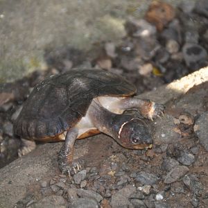 Philippine forest turtle/ Siebenrockiella leytensis