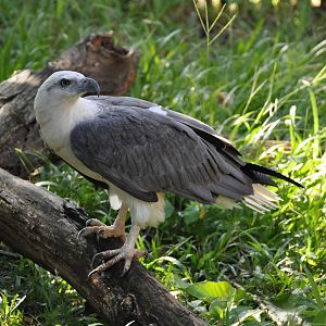 White-bellied sea eagle/ Haliaeetus leucogaster