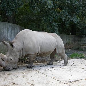 Nothern white rhinoceros/ Ceratotherium simum cottoni
