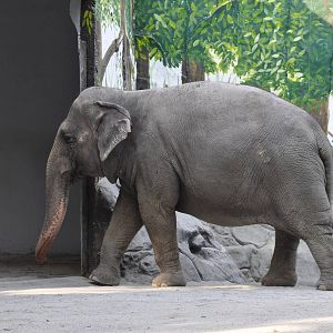 Sri Lankan elephant/ Elephas maximus maximus