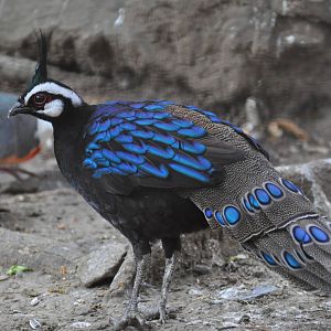 Palawan peacock pheasant/ Polyplectron emphanum