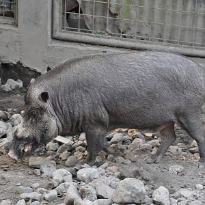 Visayan warty pig/ Sus cebifrons - unknown hybrid