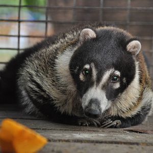White-nosed coati/ Nasua narica